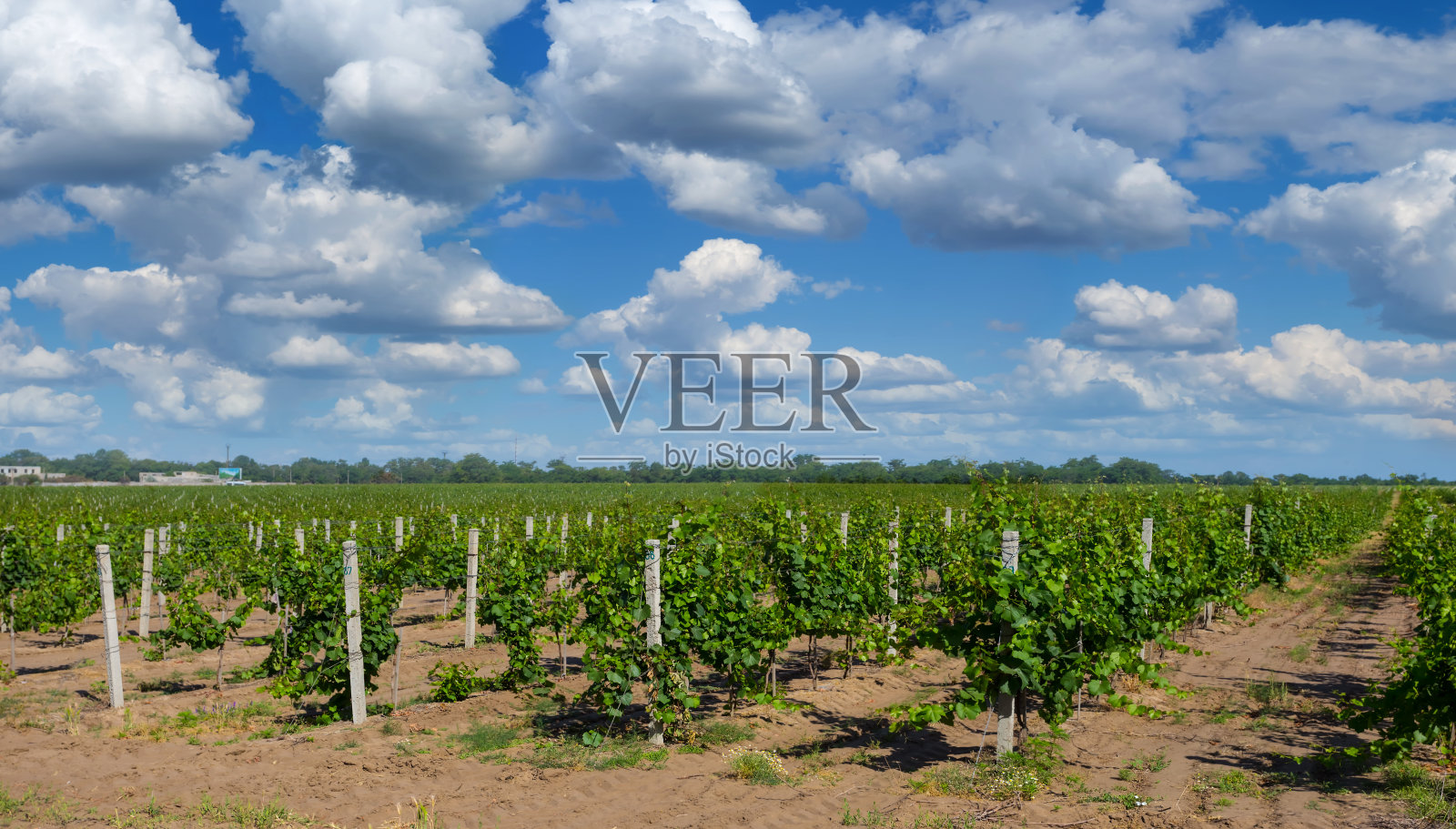 夏天葡萄园全景照片摄影图片