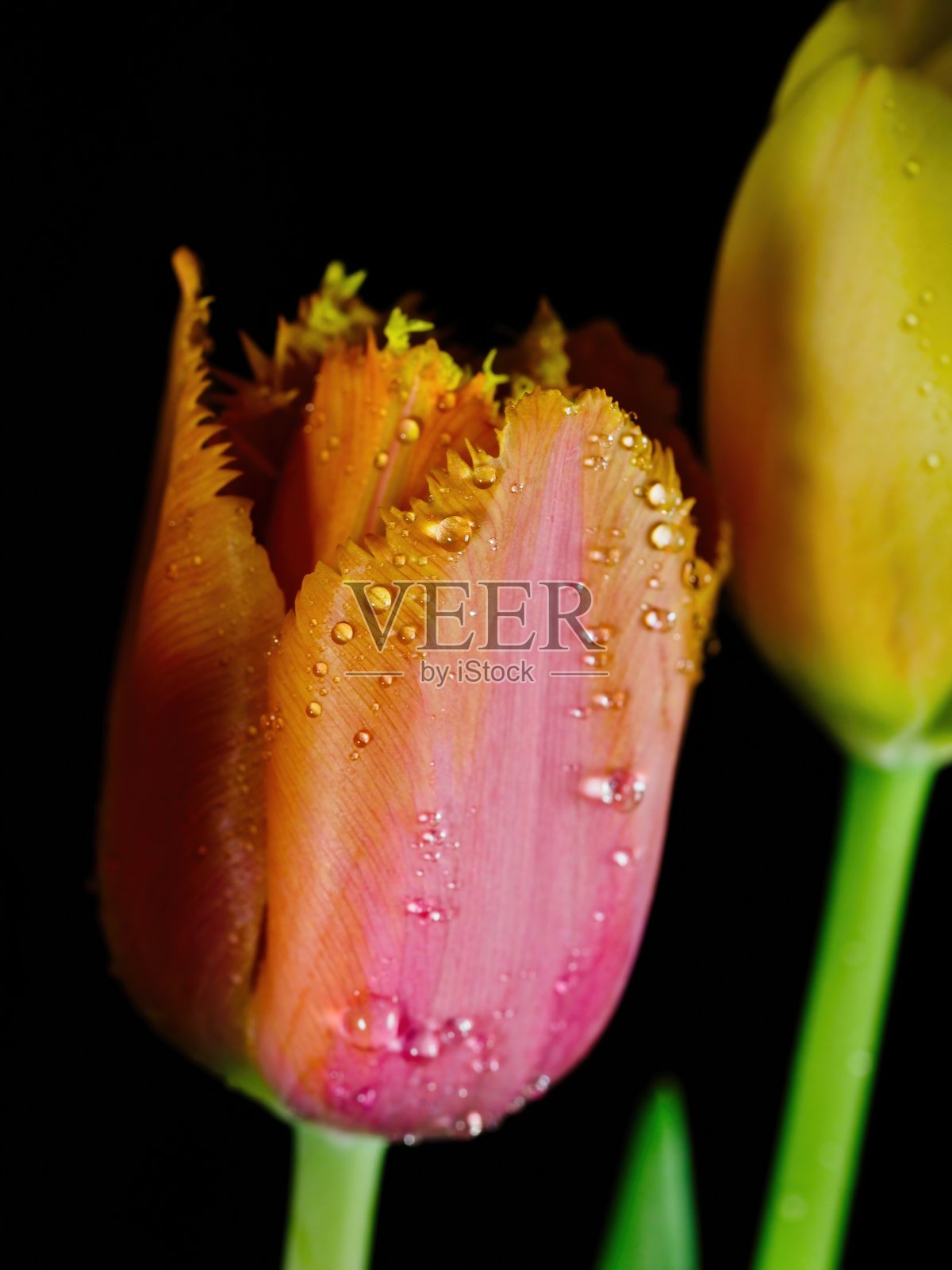 黑色背景下的郁金香照片摄影图片