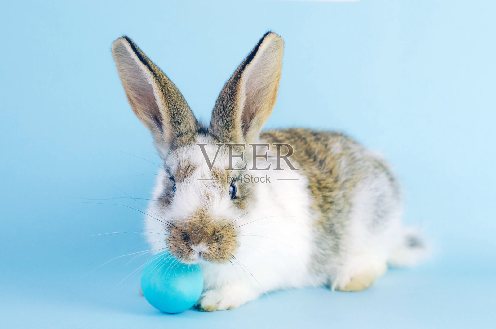 蓝色背景上活泼可爱的小兔子。照片摄影图片