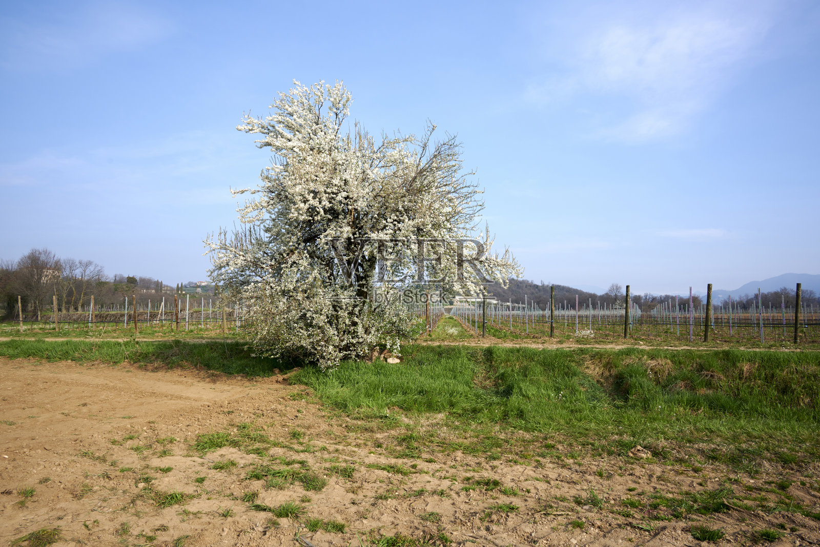 榛子照片摄影图片