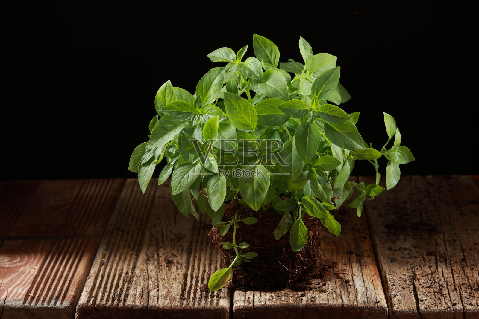 罗勒照片摄影图片