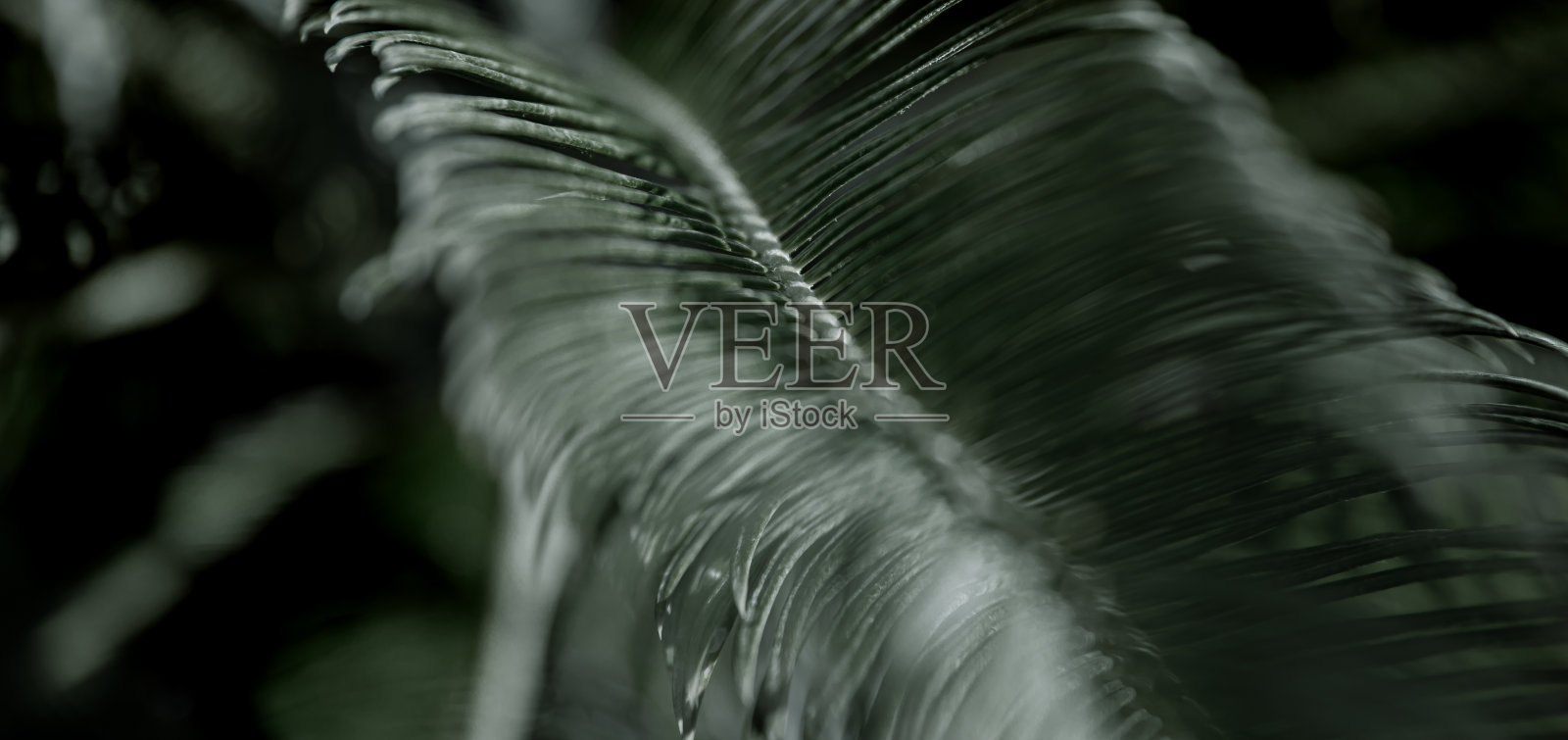 热带树木的大型天然树叶特写照片摄影图片