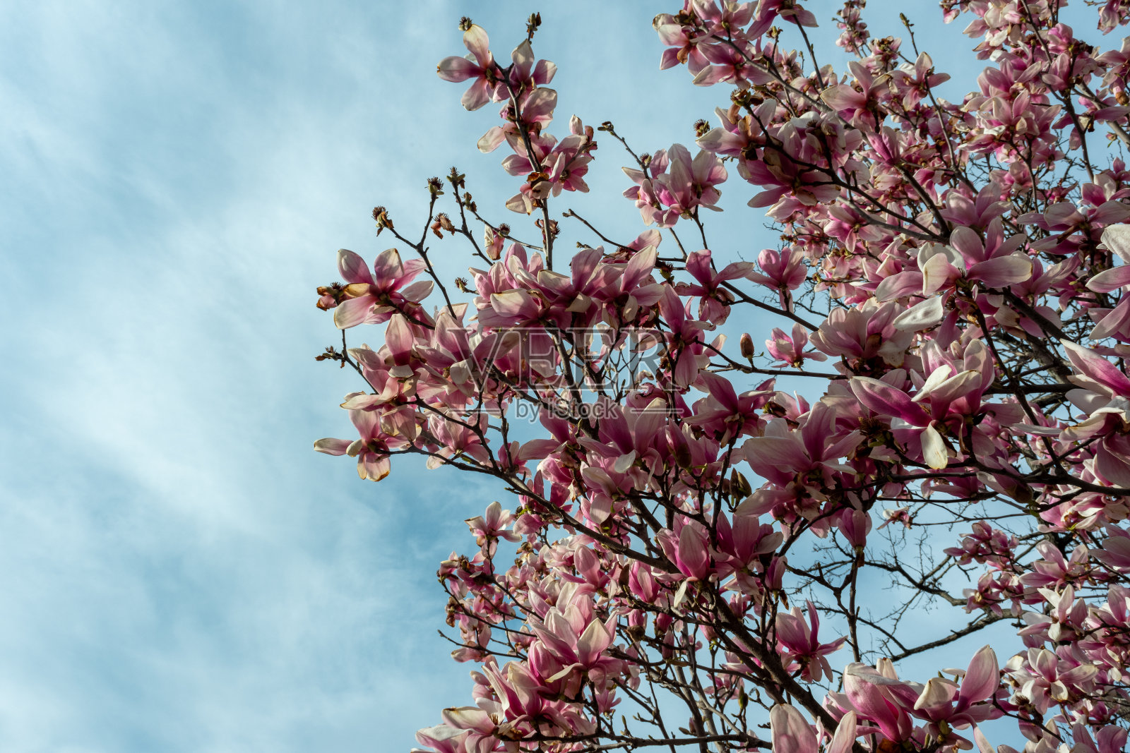 粉红色的玉兰花开在树枝上。照片摄影图片
