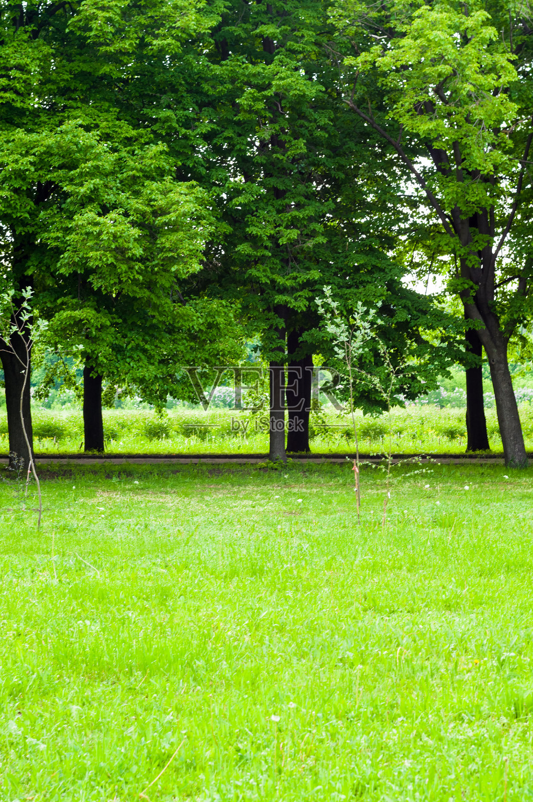春天的景观-明亮的绿色树木与年轻的叶子在一个明亮的温暖阳光明媚的日子在早春。照片摄影图片