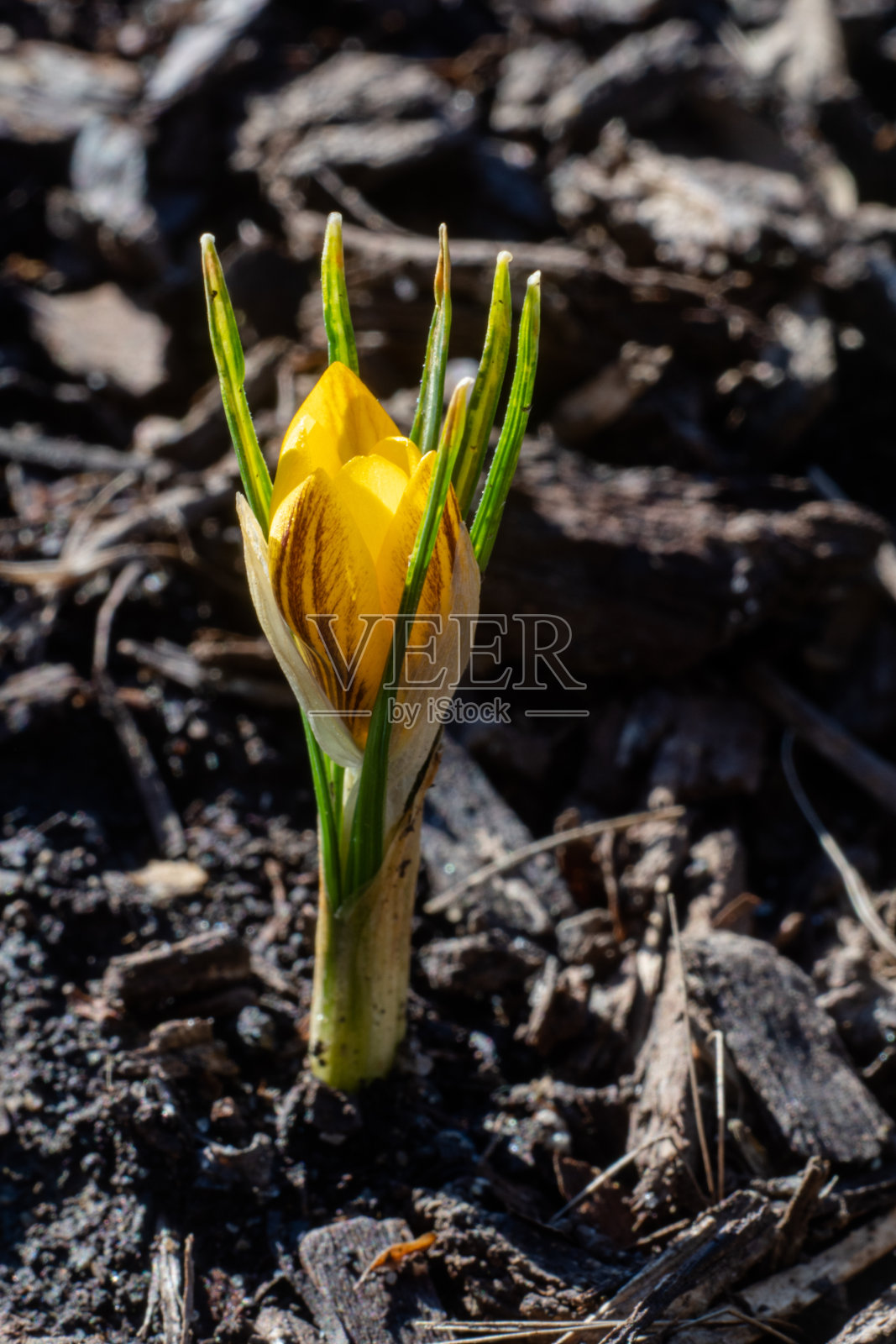太阳下的一株黄色番红花-早春照片摄影图片
