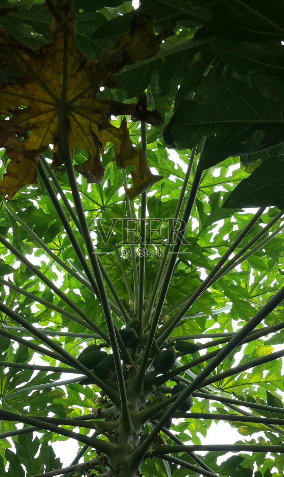 从里面可以看到这棵木瓜树照片摄影图片