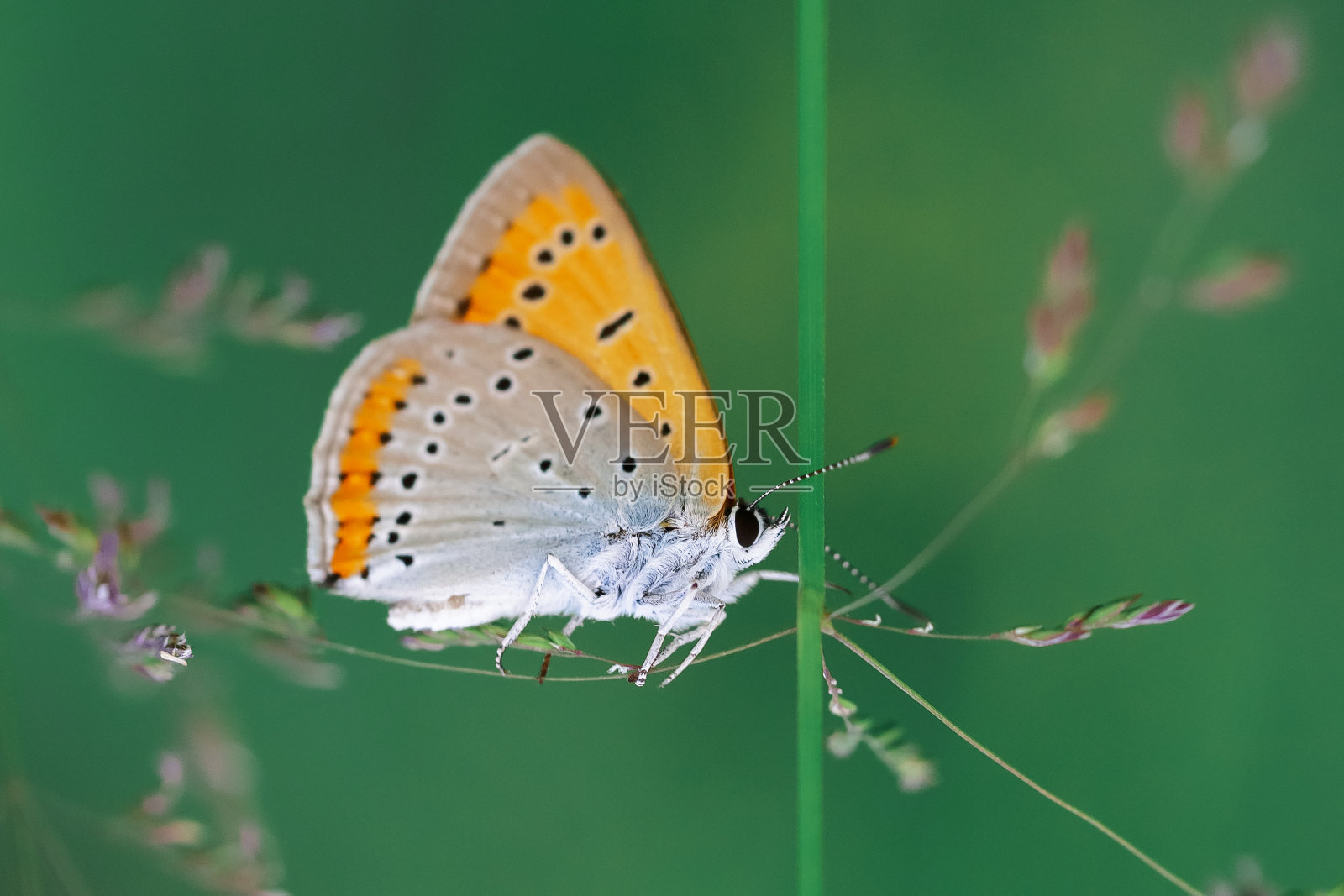 美丽的蝴蝶长着翅膀坐在草地上照片摄影图片
