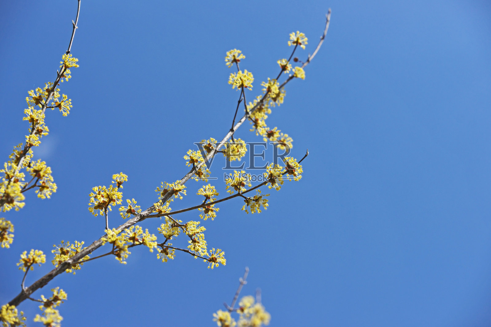 山茱萸照片摄影图片