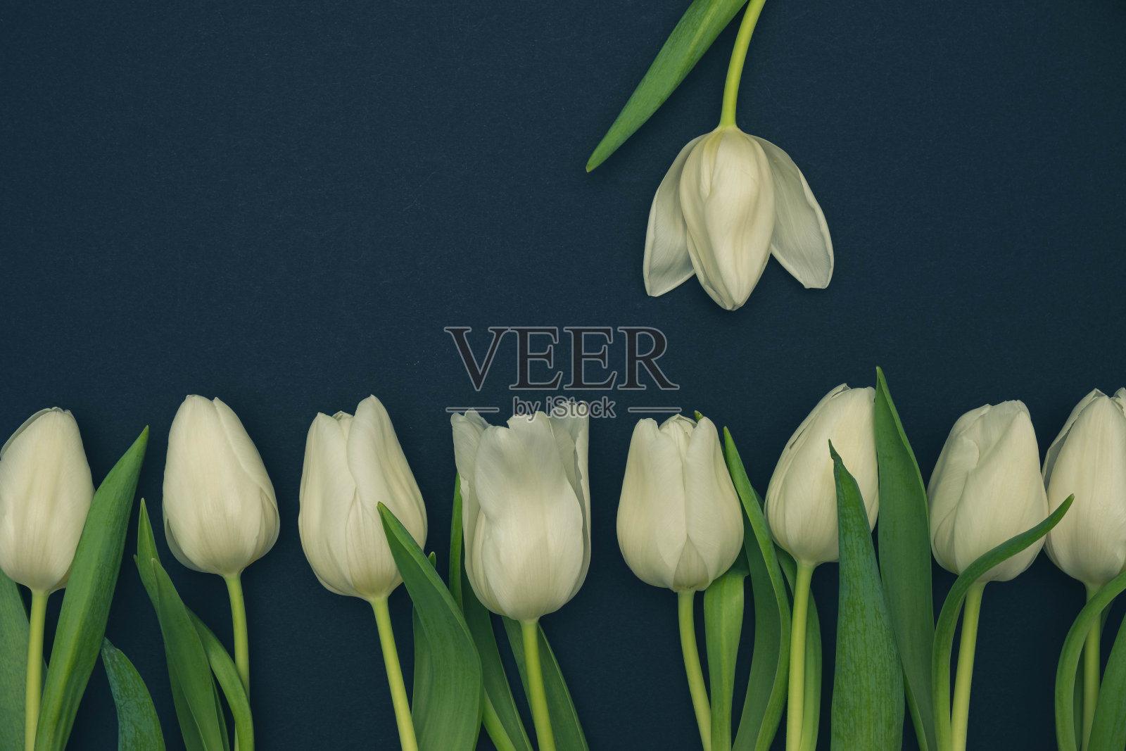 白色郁金香在底部和一个在顶部的黑色背景，哑光滤镜，特写照片摄影图片