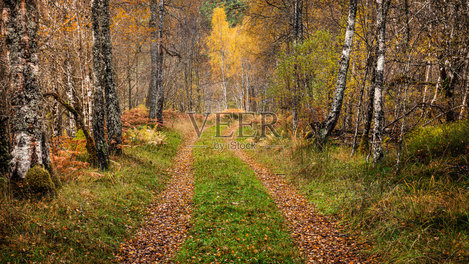 秋天在亚弗里克峡谷的森林小径上照片摄影图片