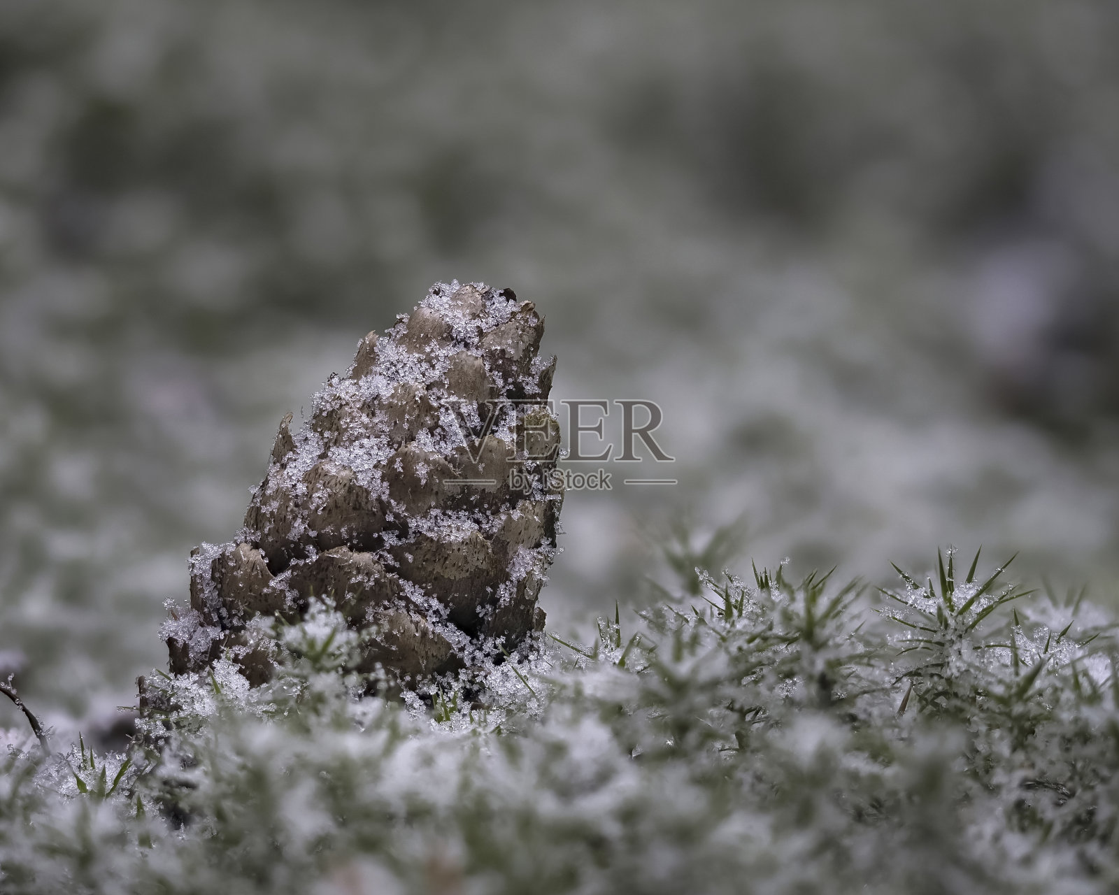 一幅美丽的松果雪景照片摄影图片