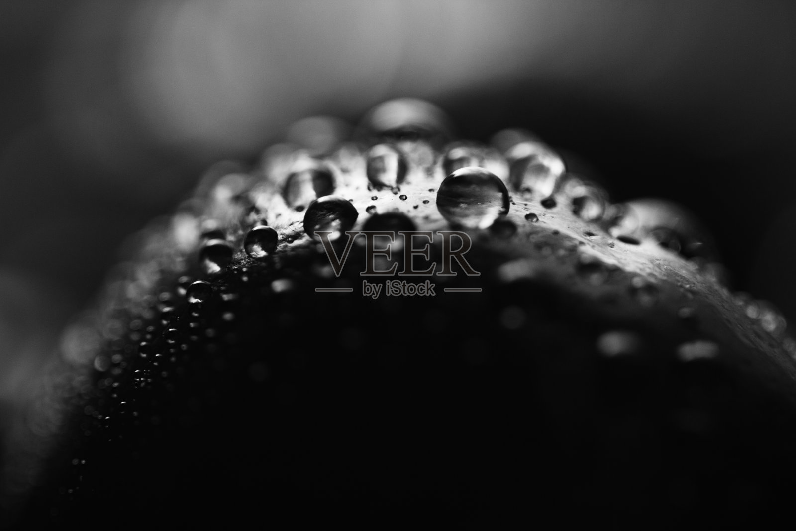 樱桃背景的宇宙抽象。水滴在多汁成熟的樱桃上黑白微距照片。浆果表面滴一滴的概念，类似于行星的表面。照片摄影图片