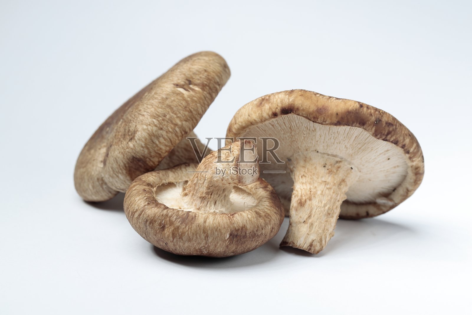 白色背景上的香菇。照片摄影图片