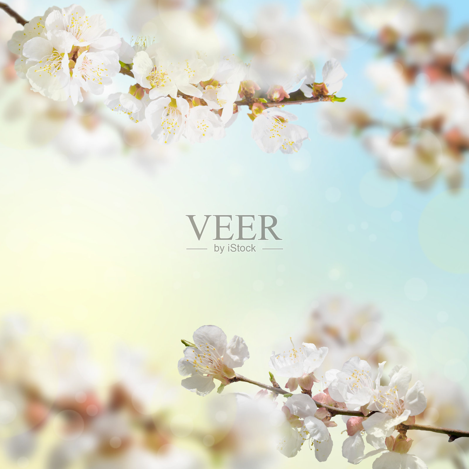 自然背景。花开的树枝在大自然中，复制空间。春天的背景。黎明。温暖的阳光明媚的背景照片摄影图片