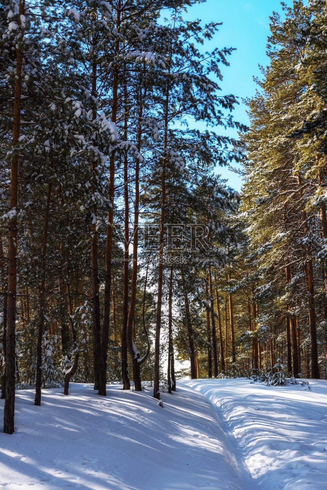 冬天的风景松树林照片摄影图片
