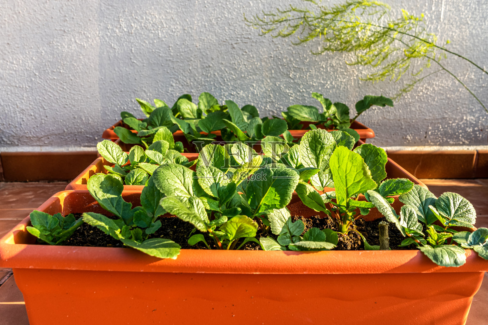 一些花盆和萝卜的细节种植在一个城市花园的露台上的房子照片摄影图片