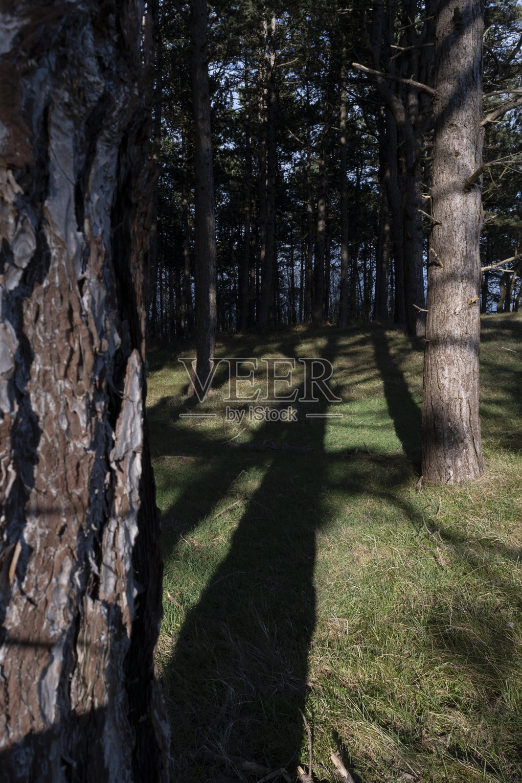 森林里的树影照片摄影图片