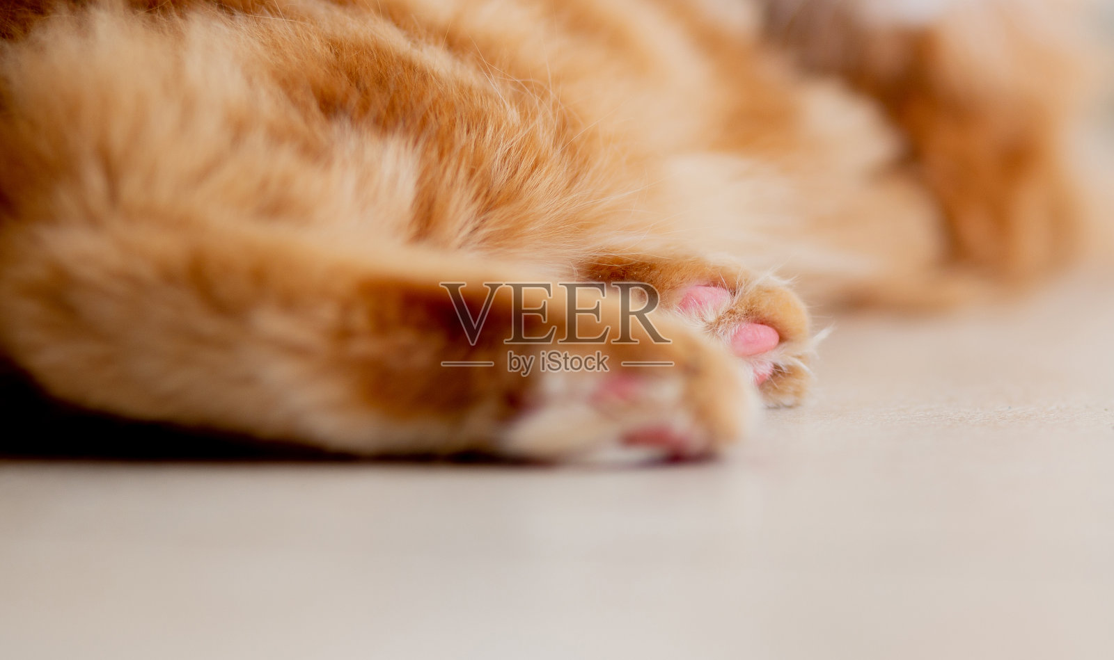 毛茸茸的缅因浣熊爪子的特写镜头照片摄影图片