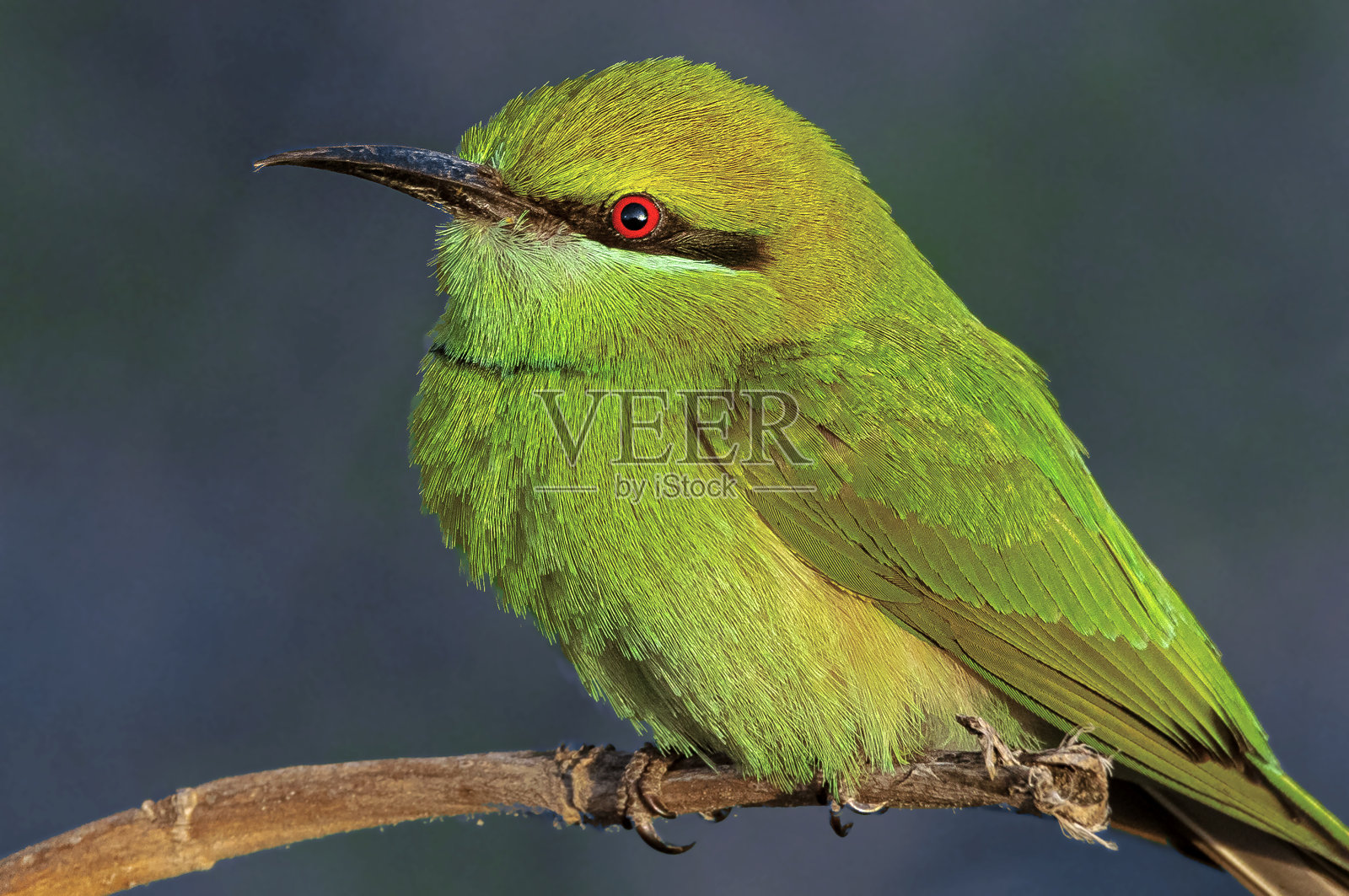 绿色的食蜂鸟照片摄影图片