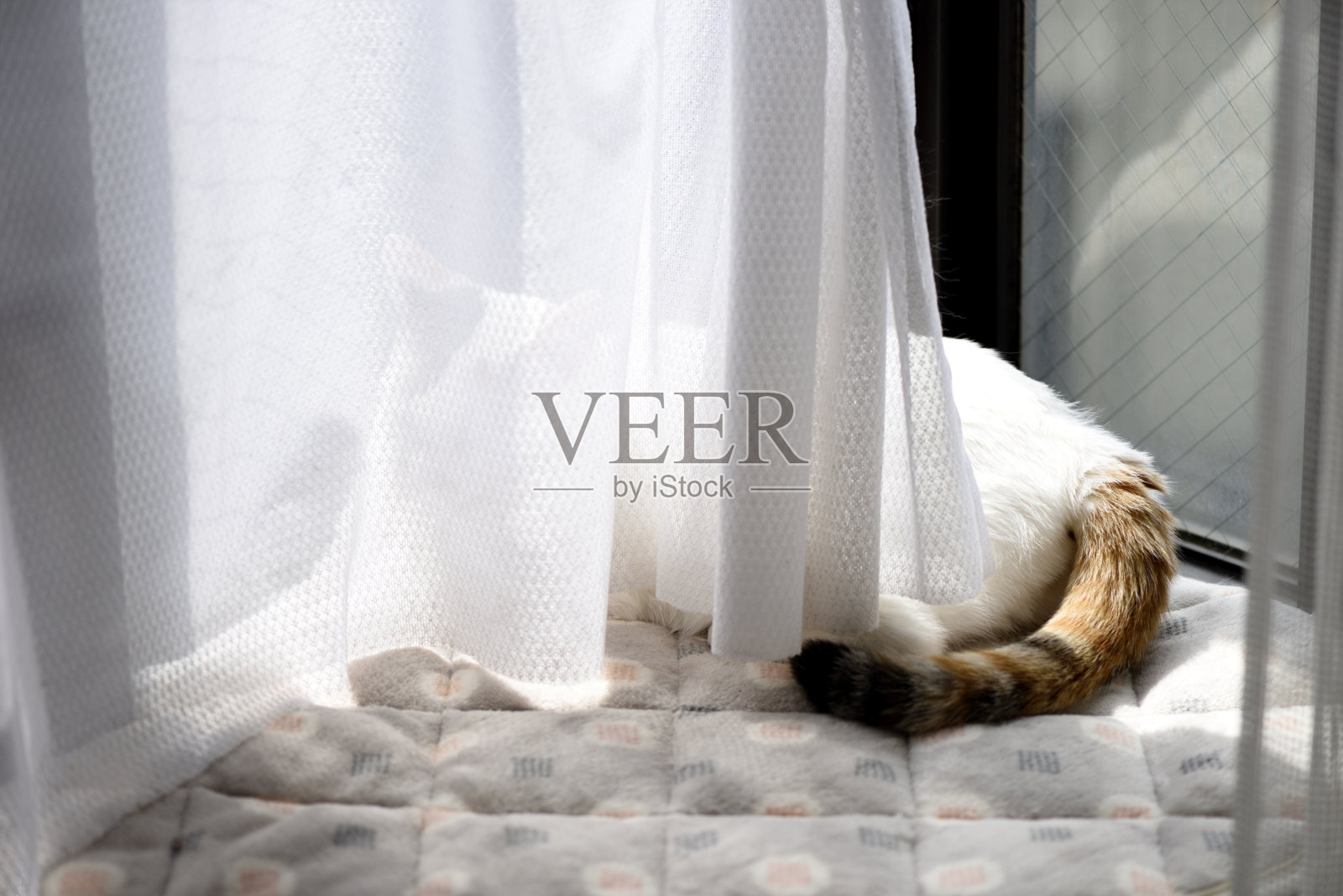 小猫咪在挂着花边窗帘的窗台上休息照片摄影图片