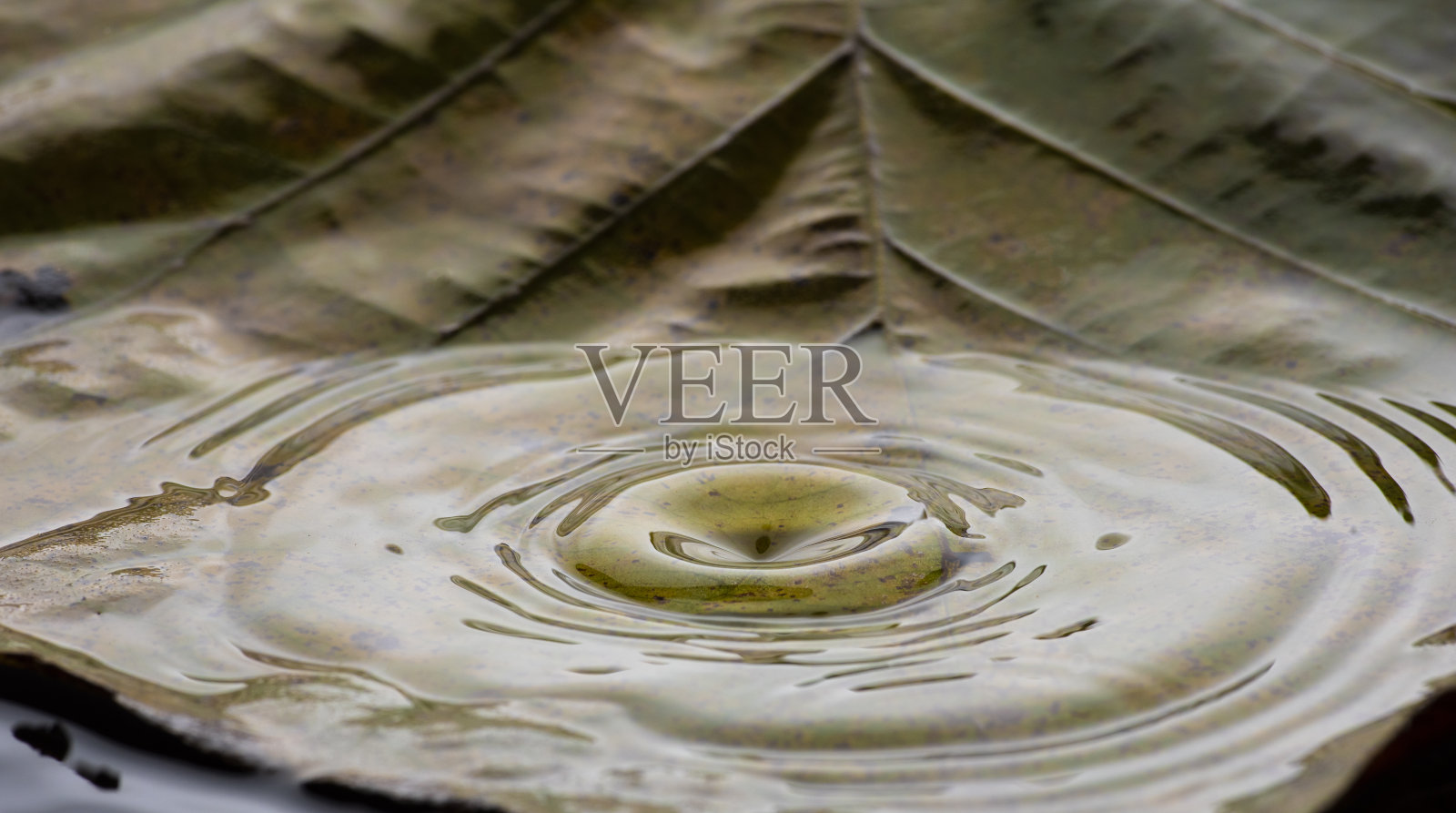 雨滴落入丛林池塘泰国与当地的树叶和树叶凋落的背景。照片摄影图片