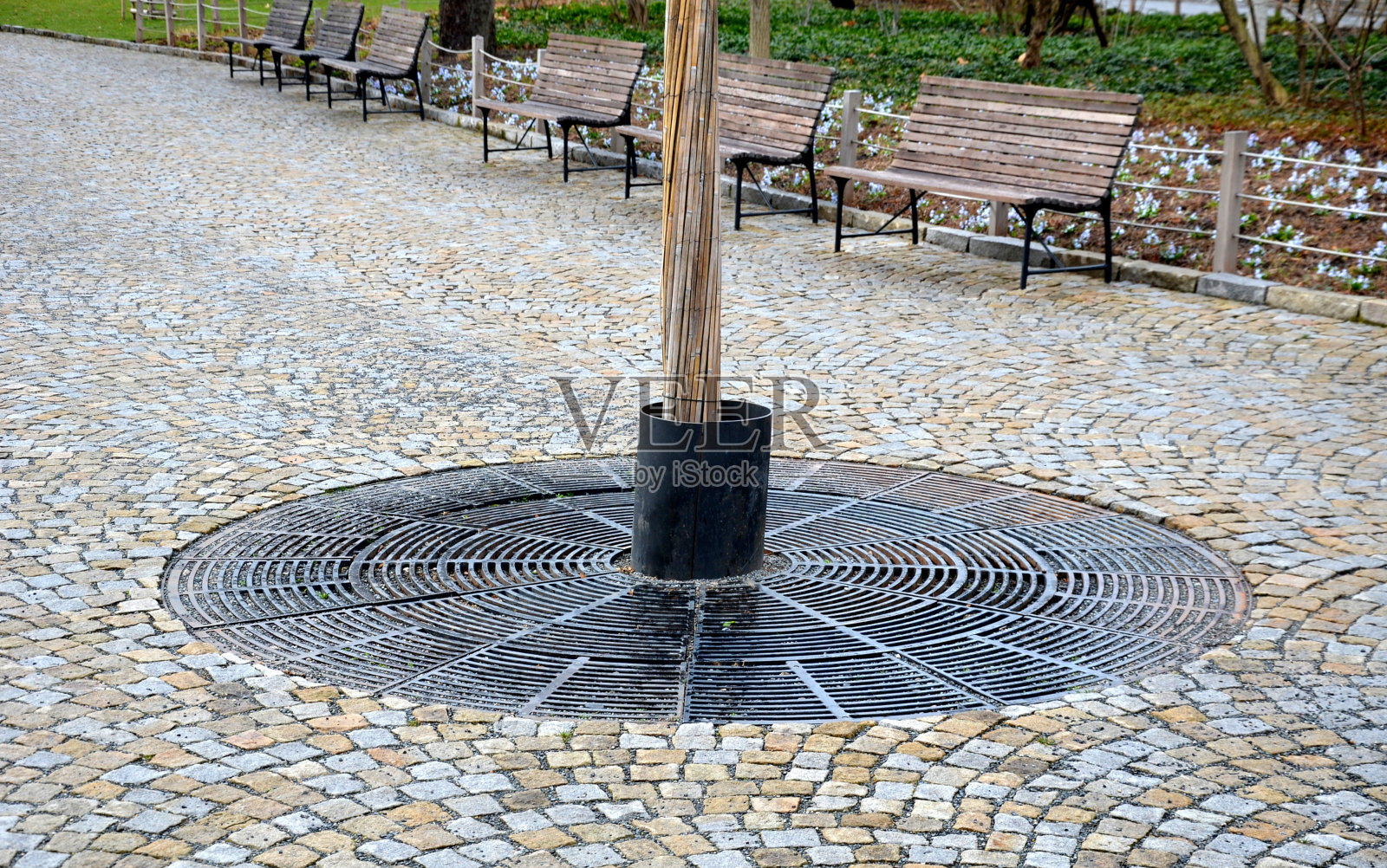 在步行区路面大面积铺装的树木需要呼吸根系，因此块与块之间有较大的裂缝，砾石可以被雨水吸收照片摄影图片