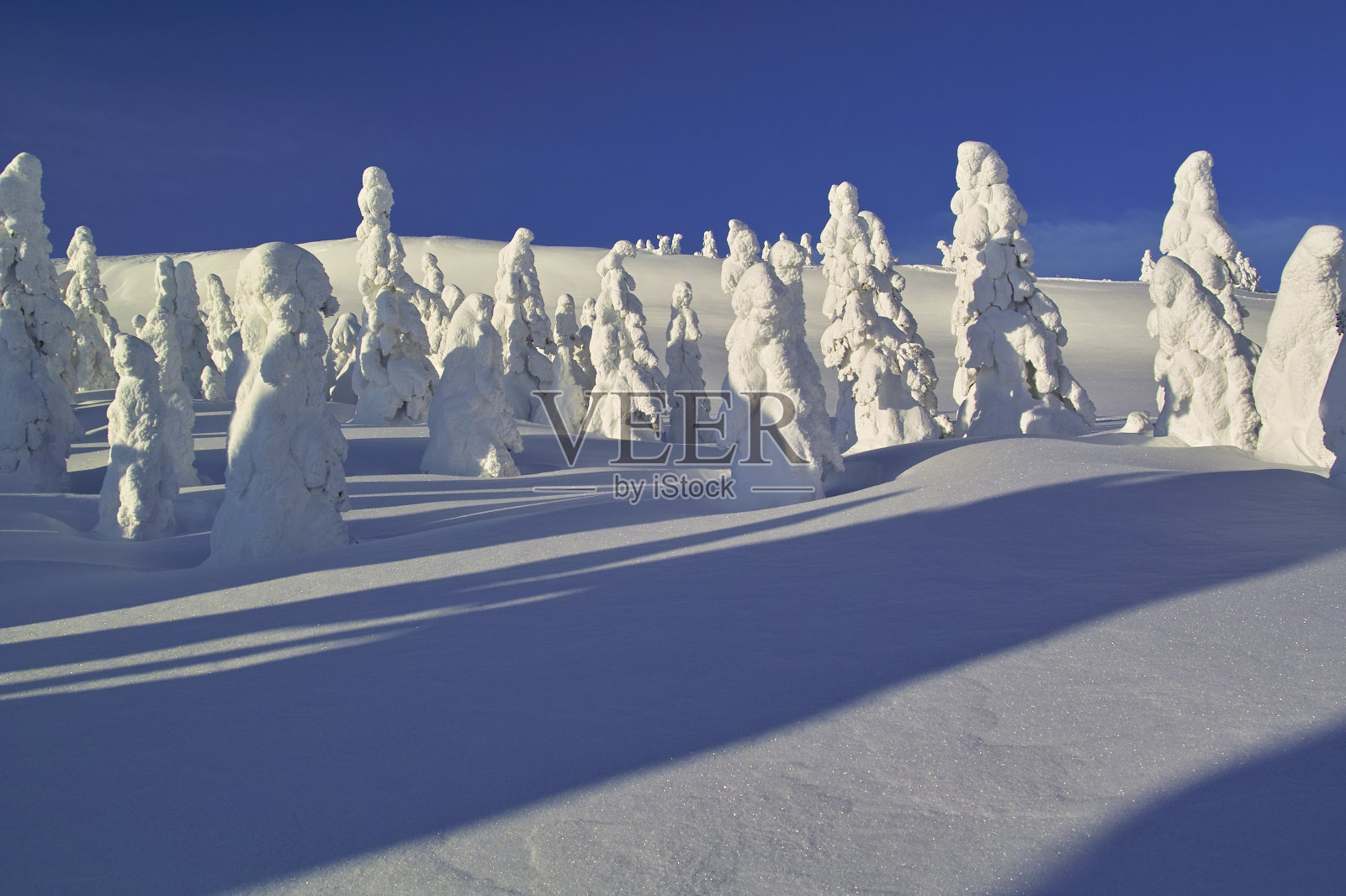 霜在树上照片摄影图片