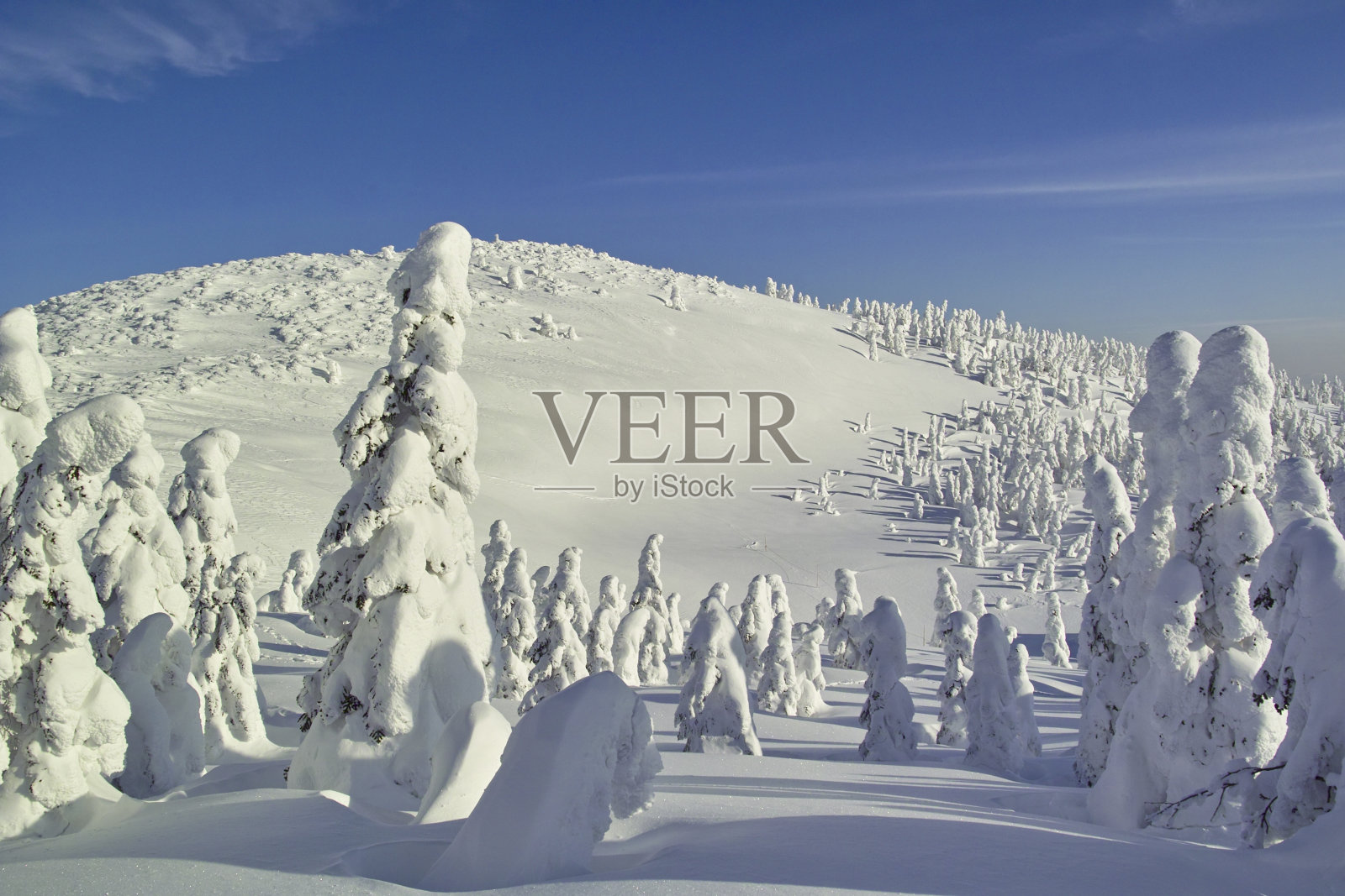 霜在树上照片摄影图片