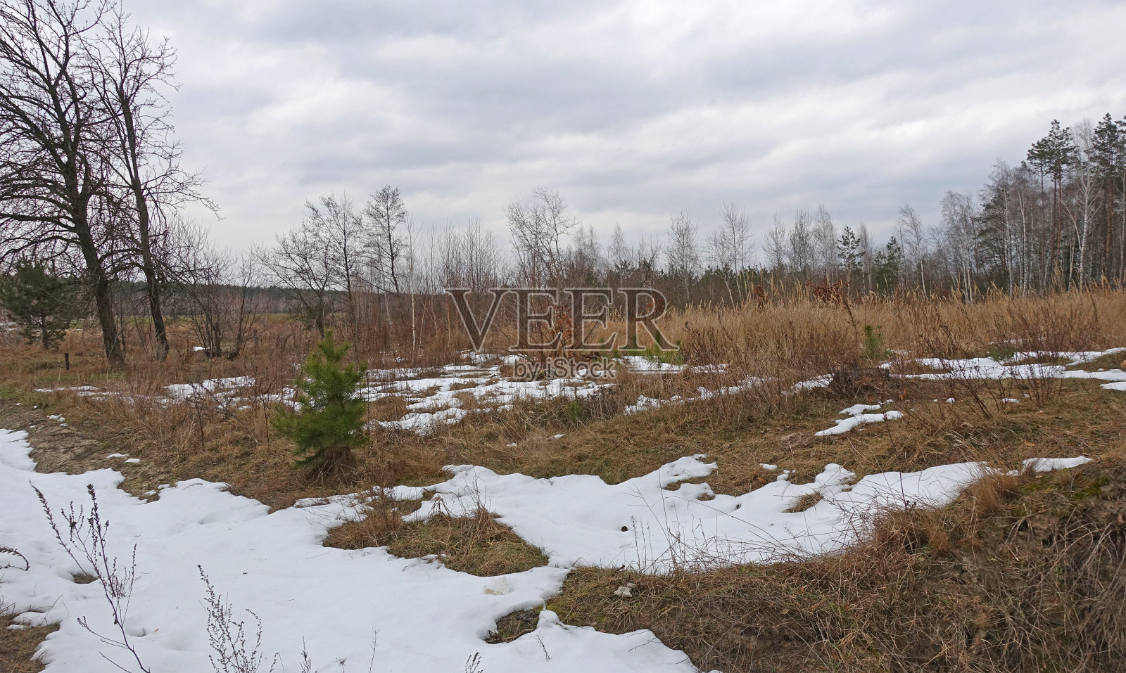 春天森林的边缘有积雪的残留物照片摄影图片