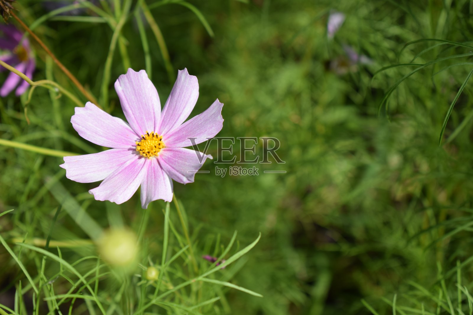 夏季花园中的宇宙花。照片摄影图片