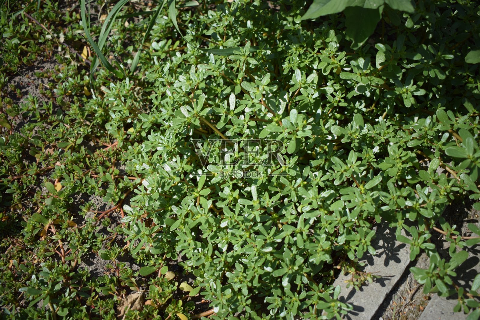 马齿苋园，大量栽培马齿苋，药用马齿苋。马齿苋植物马齿苋蔬菜照片摄影图片