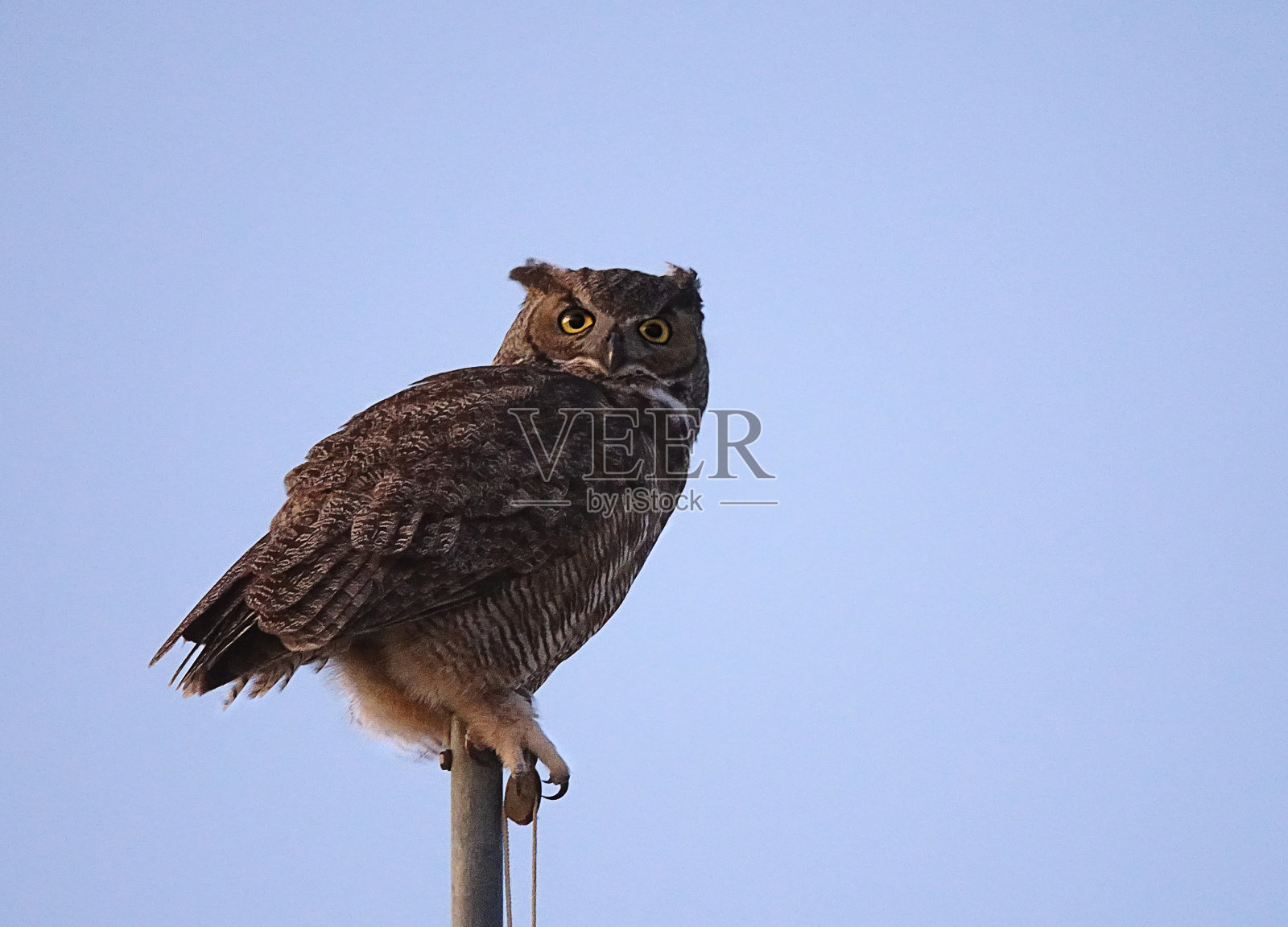 大角鸮照片摄影图片