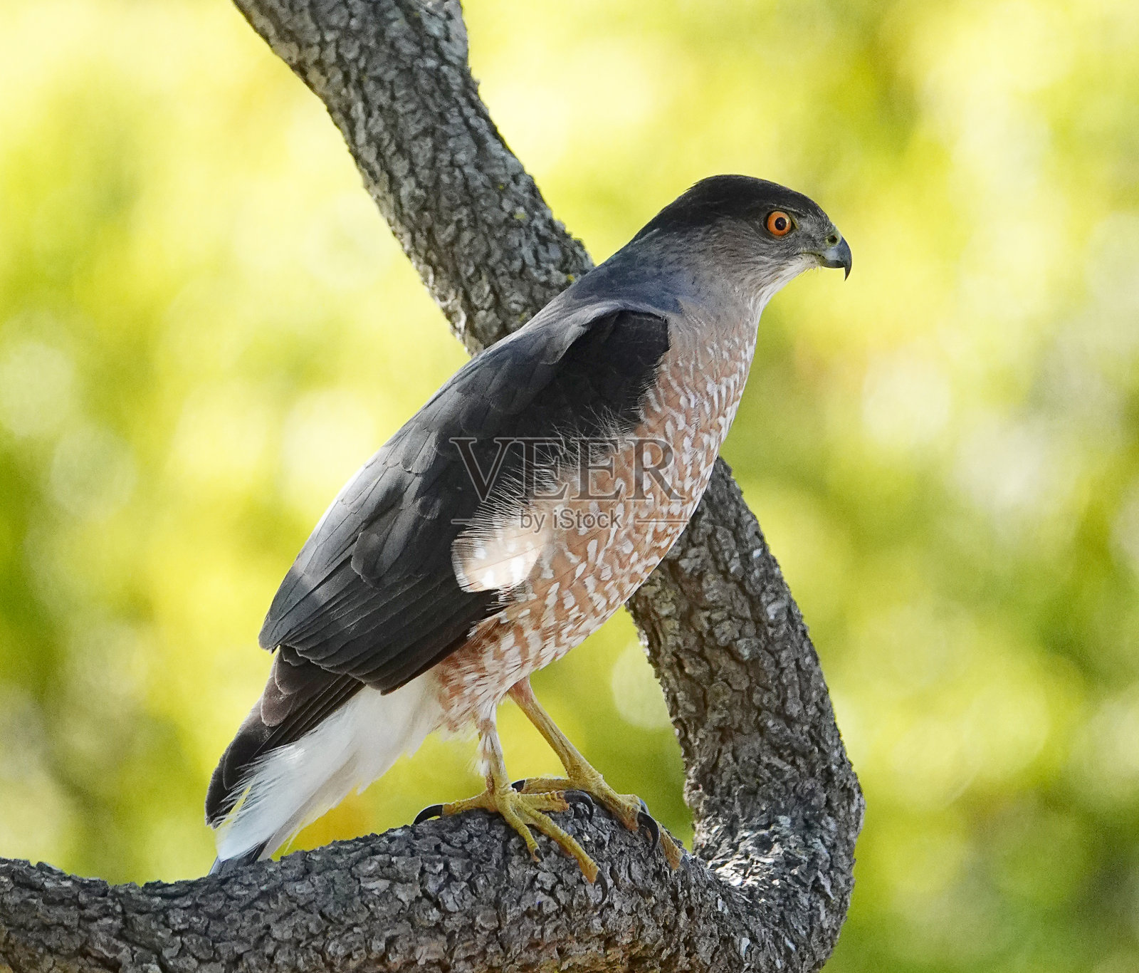 库珀的鹰照片摄影图片