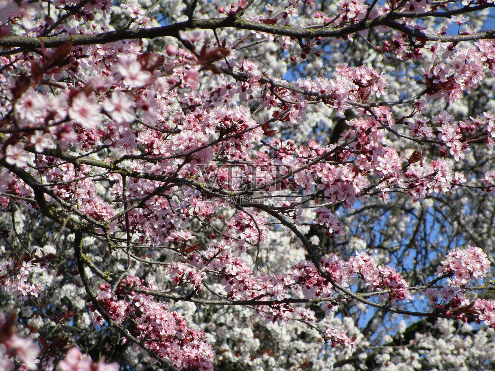 2020年，加拿大红梅绽放绽放照片摄影图片