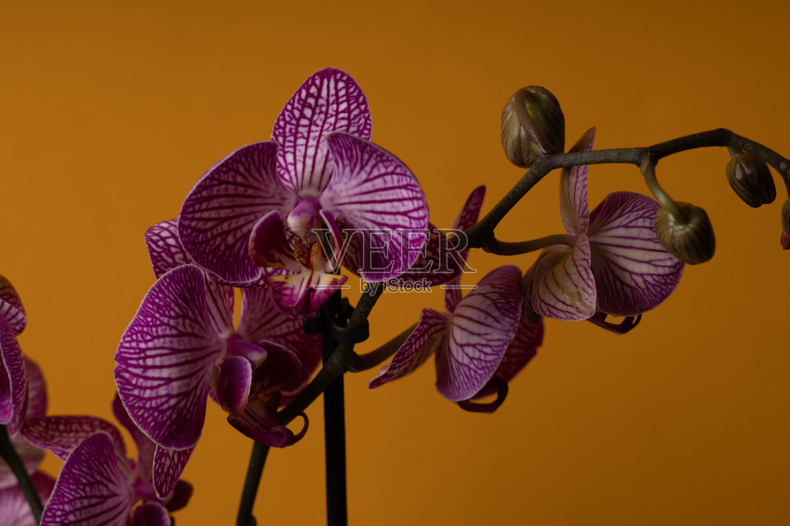 蝴蝶兰属兰花。黄色背景上的紫色兰花花。有选择性的重点。照片摄影图片