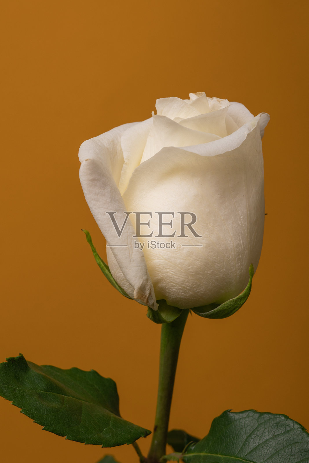 黄色背景上的白玫瑰。有选择性的重点。照片摄影图片