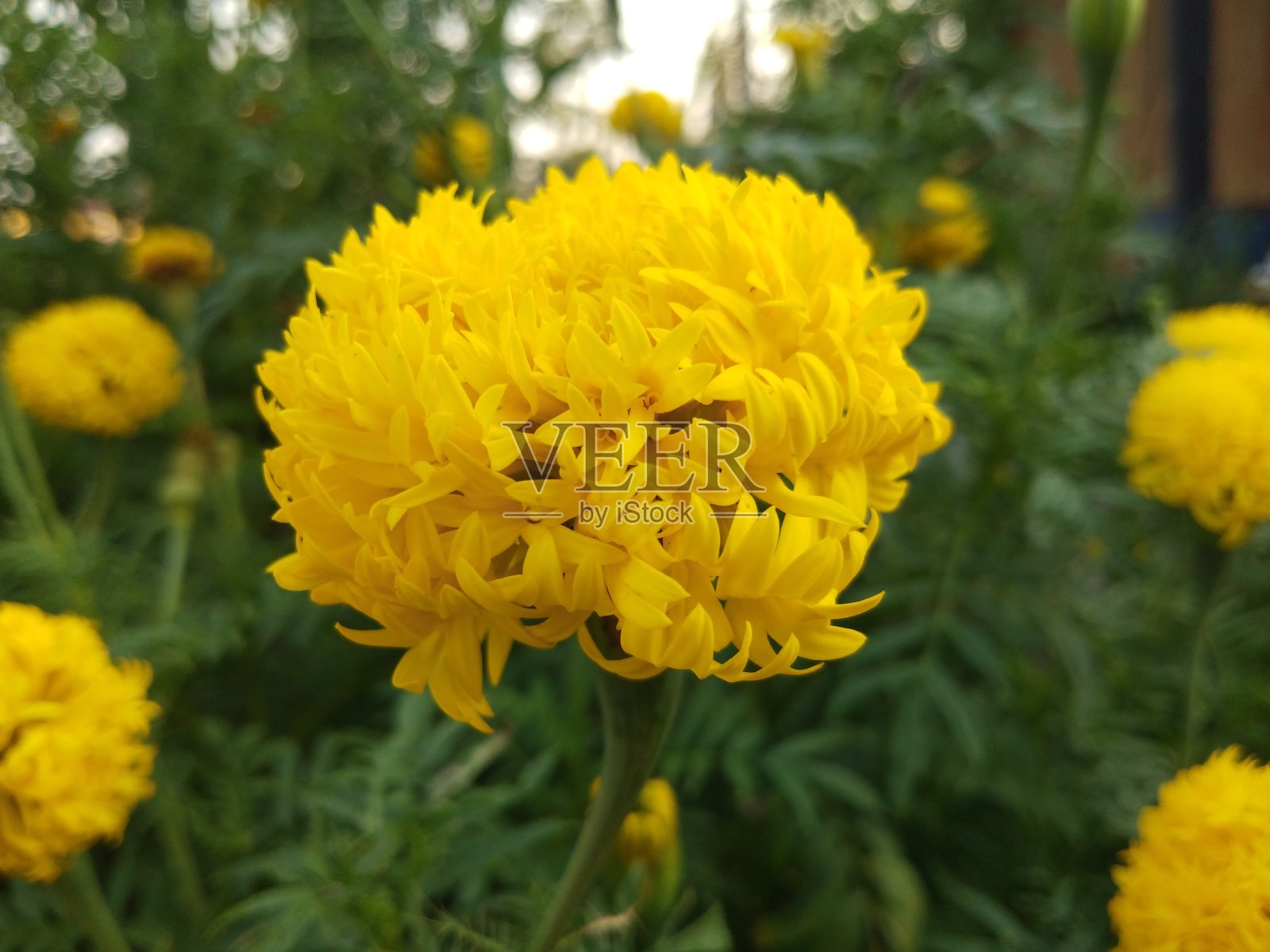 万寿菊在花园照片摄影图片