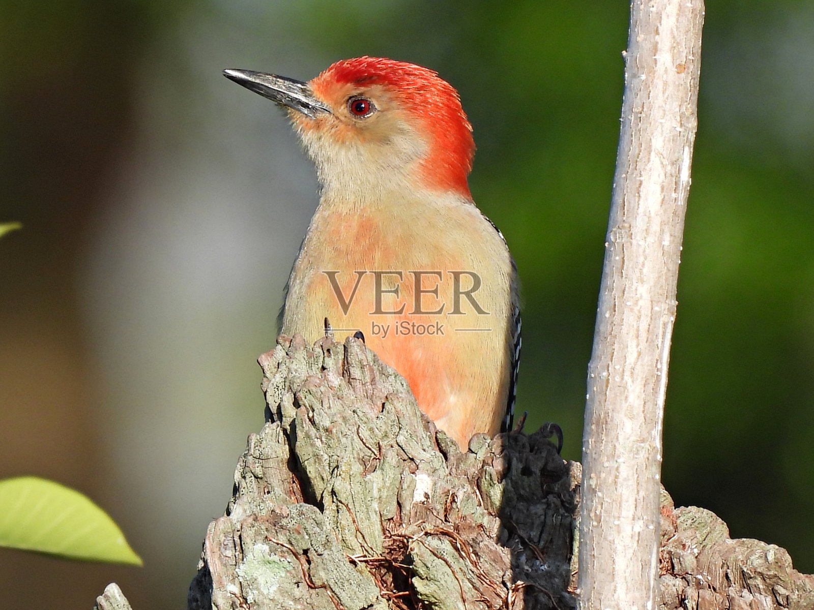 红腹啄木鸟(Melanerpes carolinus)栖息在一个障碍上照片摄影图片