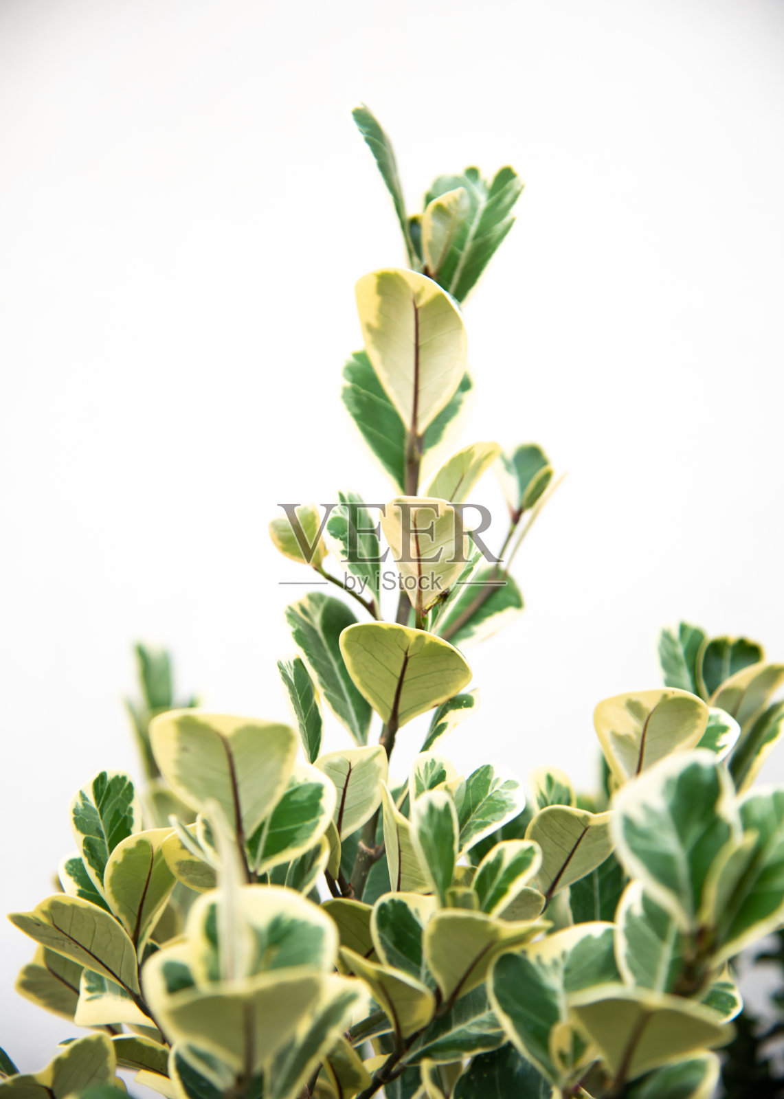 自然界中模糊的绿色植物。照片摄影图片