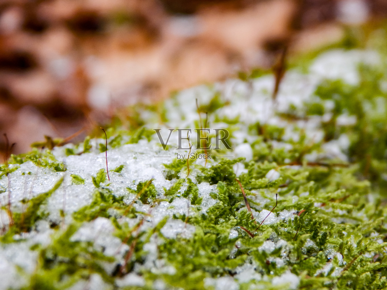 一夜之间下了一点雪照片摄影图片