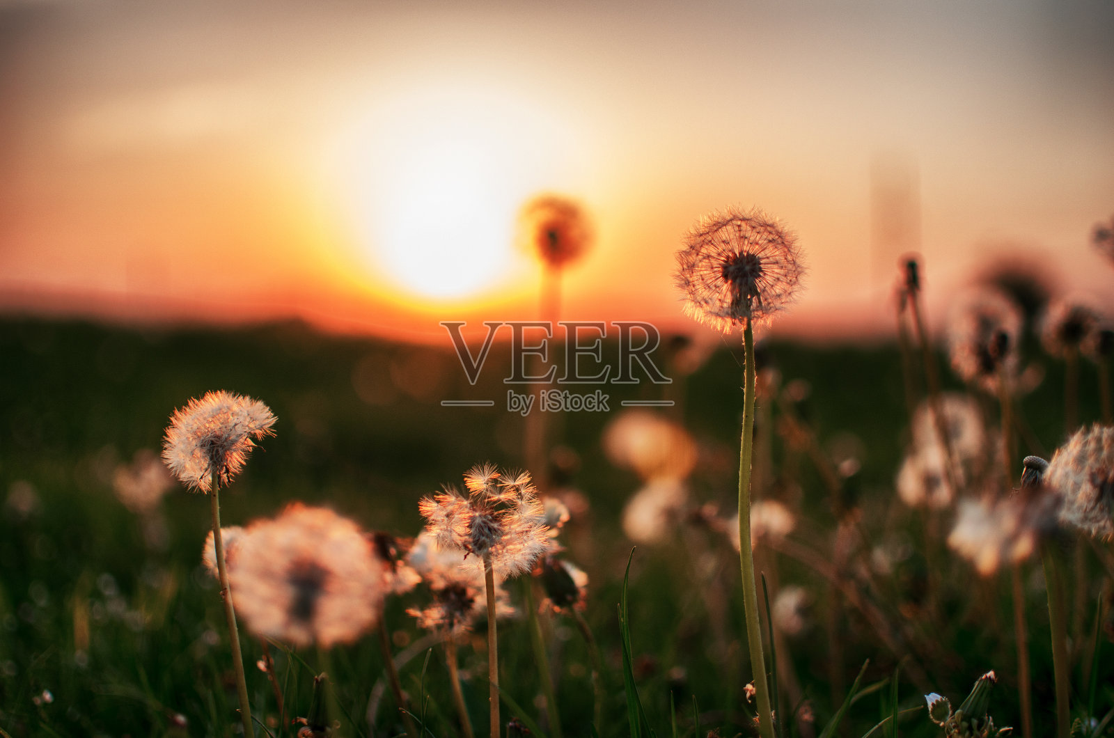 户外娇嫩轻盈的蒲公英花朵照片摄影图片