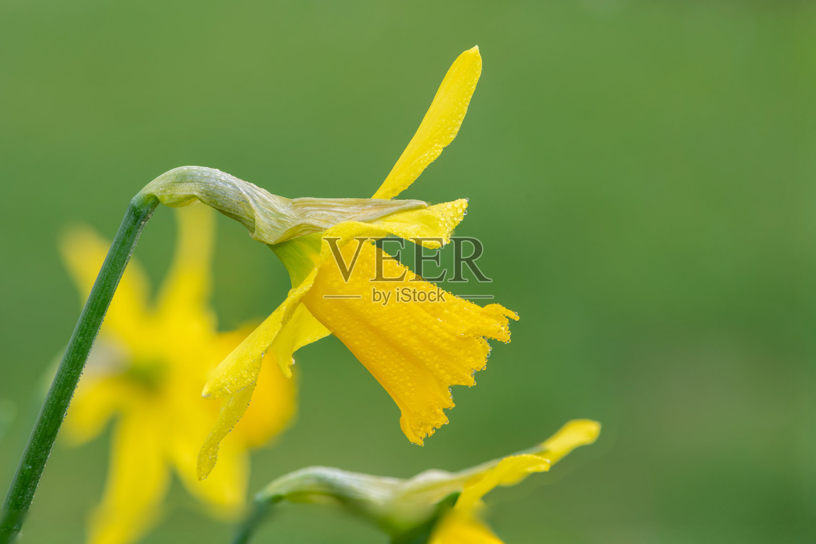 Daffodils(水仙)照片摄影图片