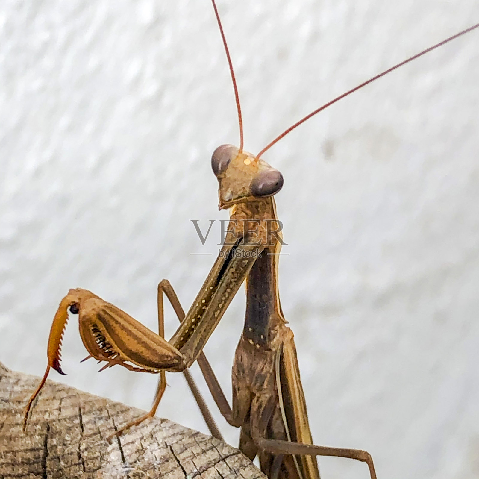 螳螂照片摄影图片