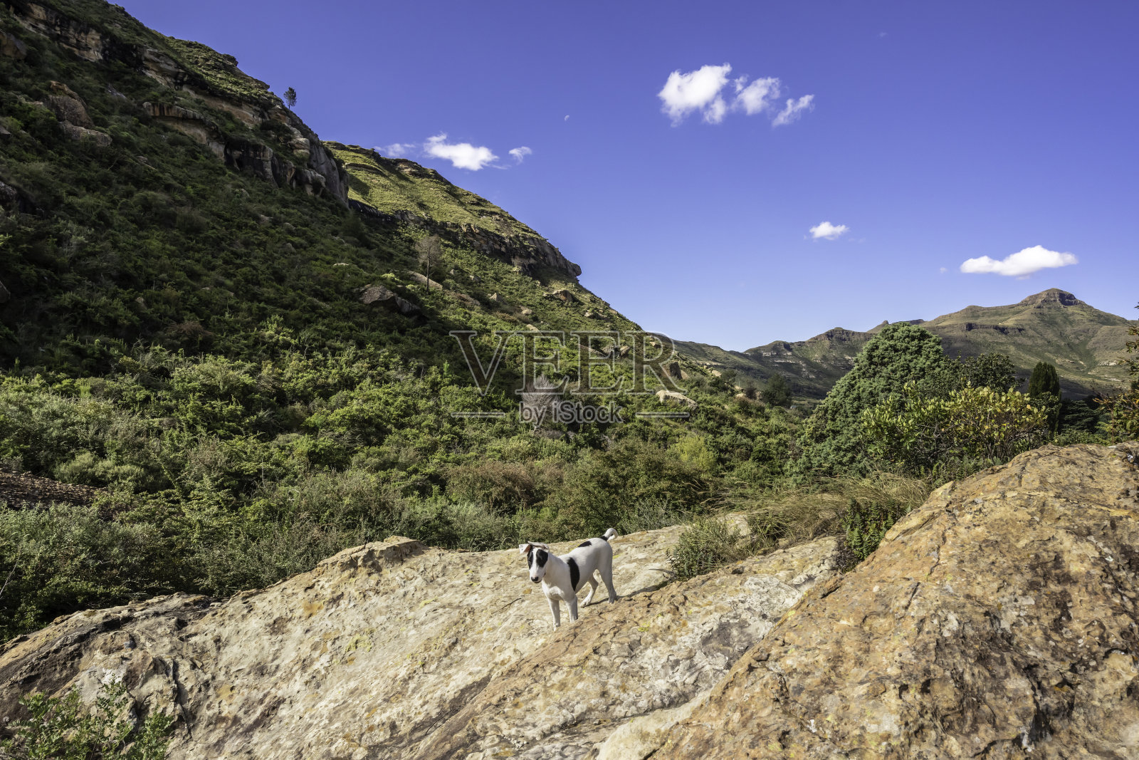 在克莱伦斯徒步旅行的斗牛梗照片摄影图片