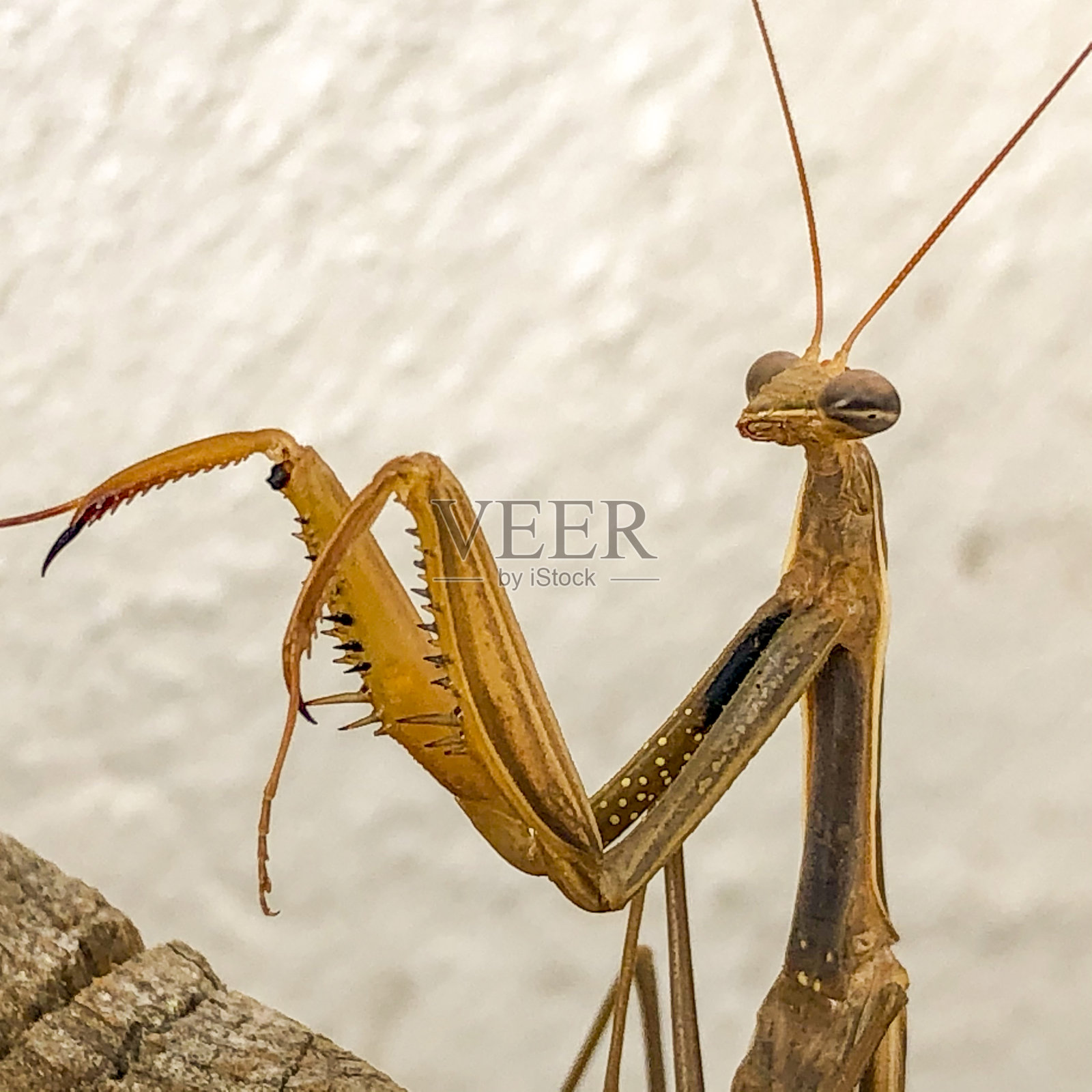 螳螂照片摄影图片