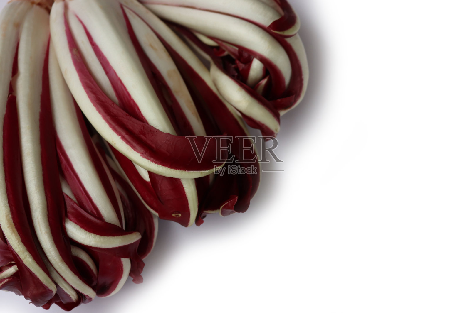 菊苣，意大利红菊苣配白花照片摄影图片