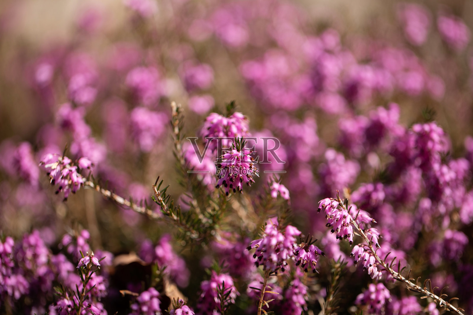 紫红色花在阳光下，宏观，自然环境，自然背景照片摄影图片