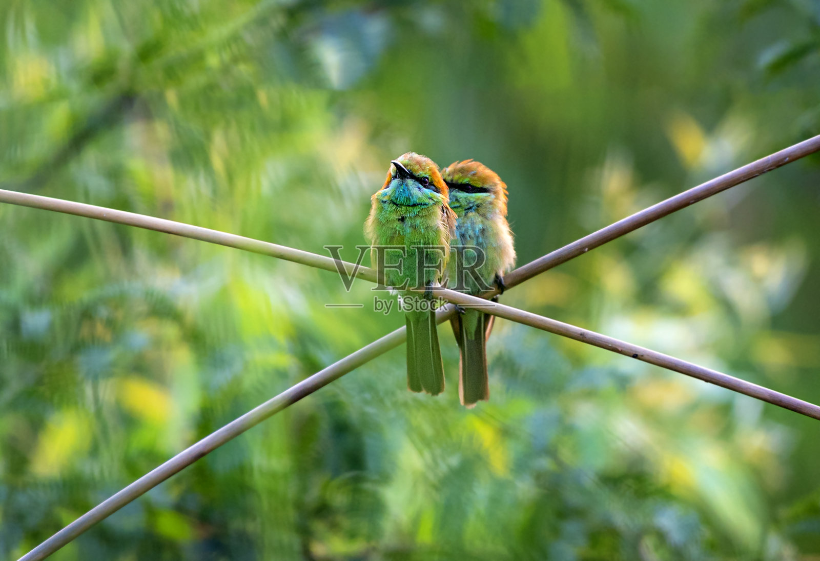 野生动物中的绿色食蜂小动物照片摄影图片