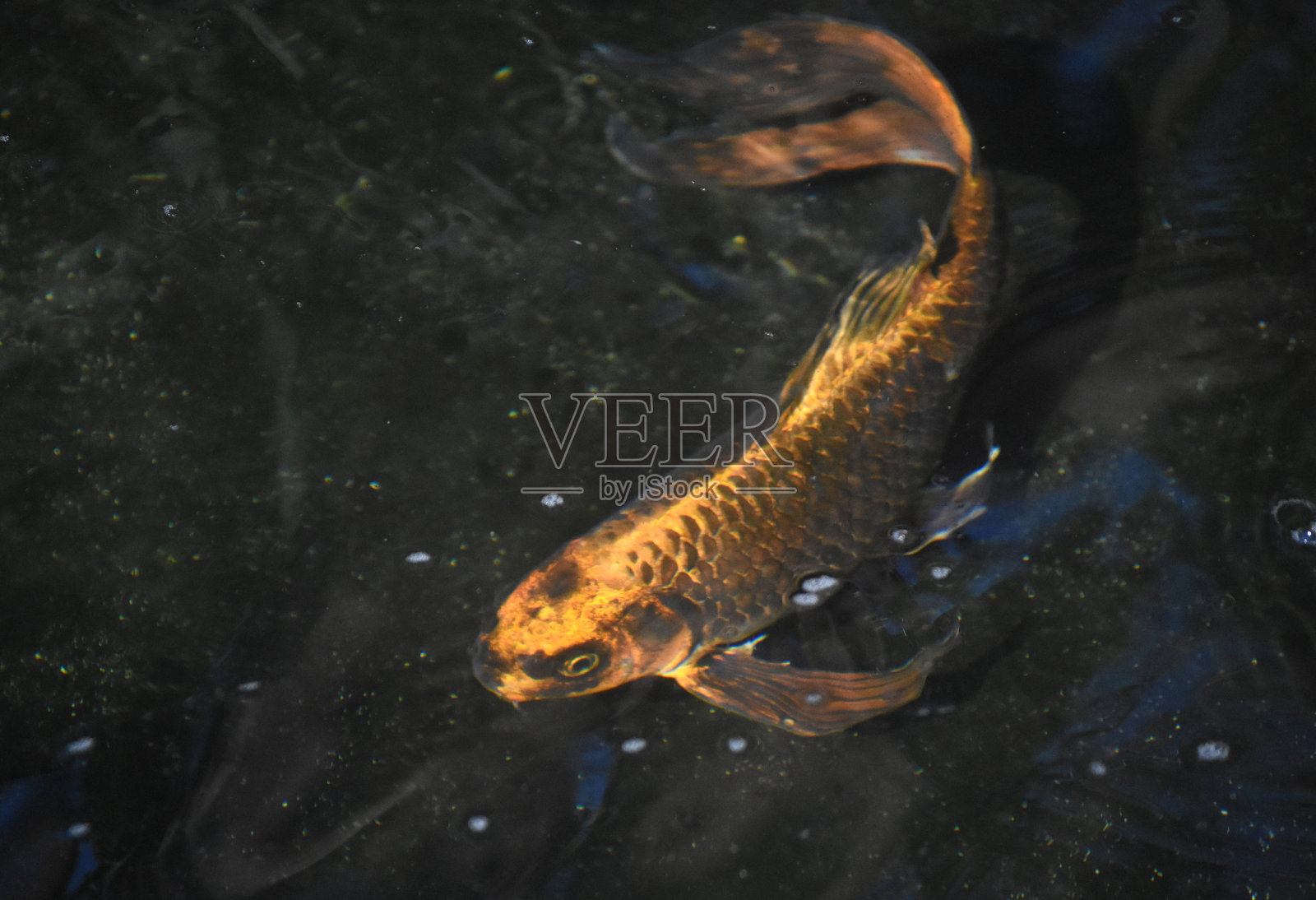 锦鲤池里的Coi鱼照片摄影图片