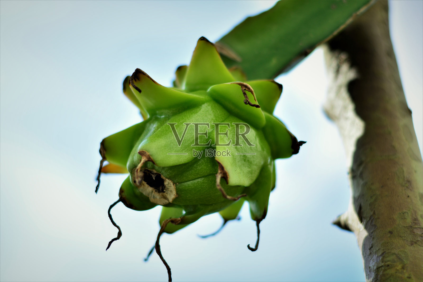 变绿了照片摄影图片